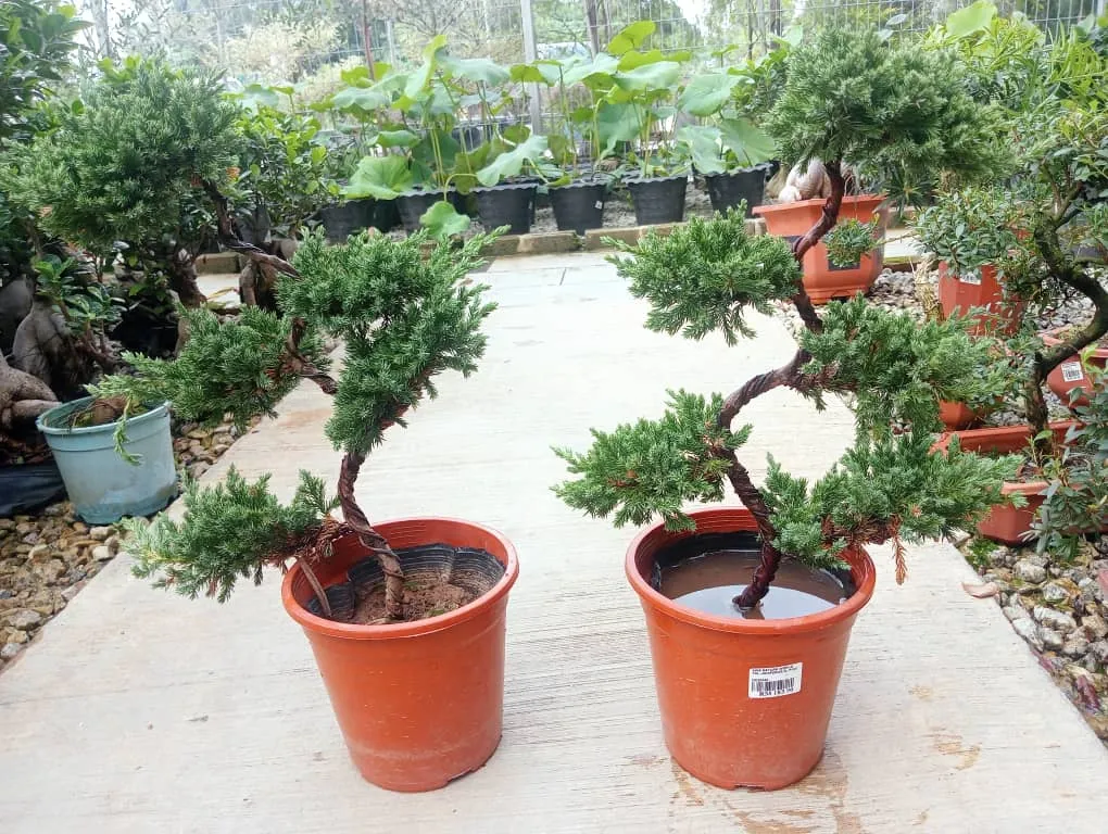 Landscape Consultants
Professional Advice