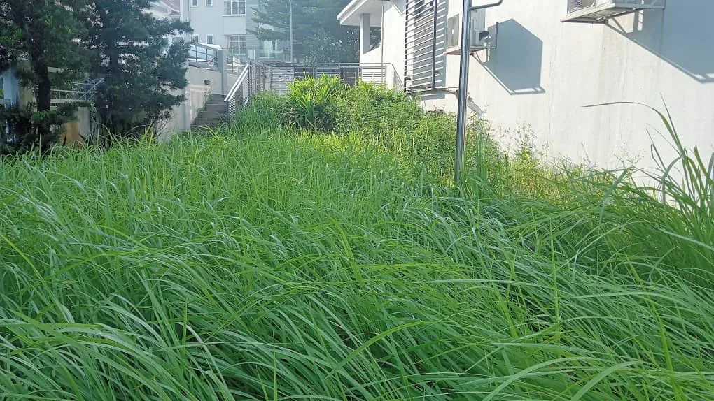 Yard Cutting Service
Grass & Lawn Care